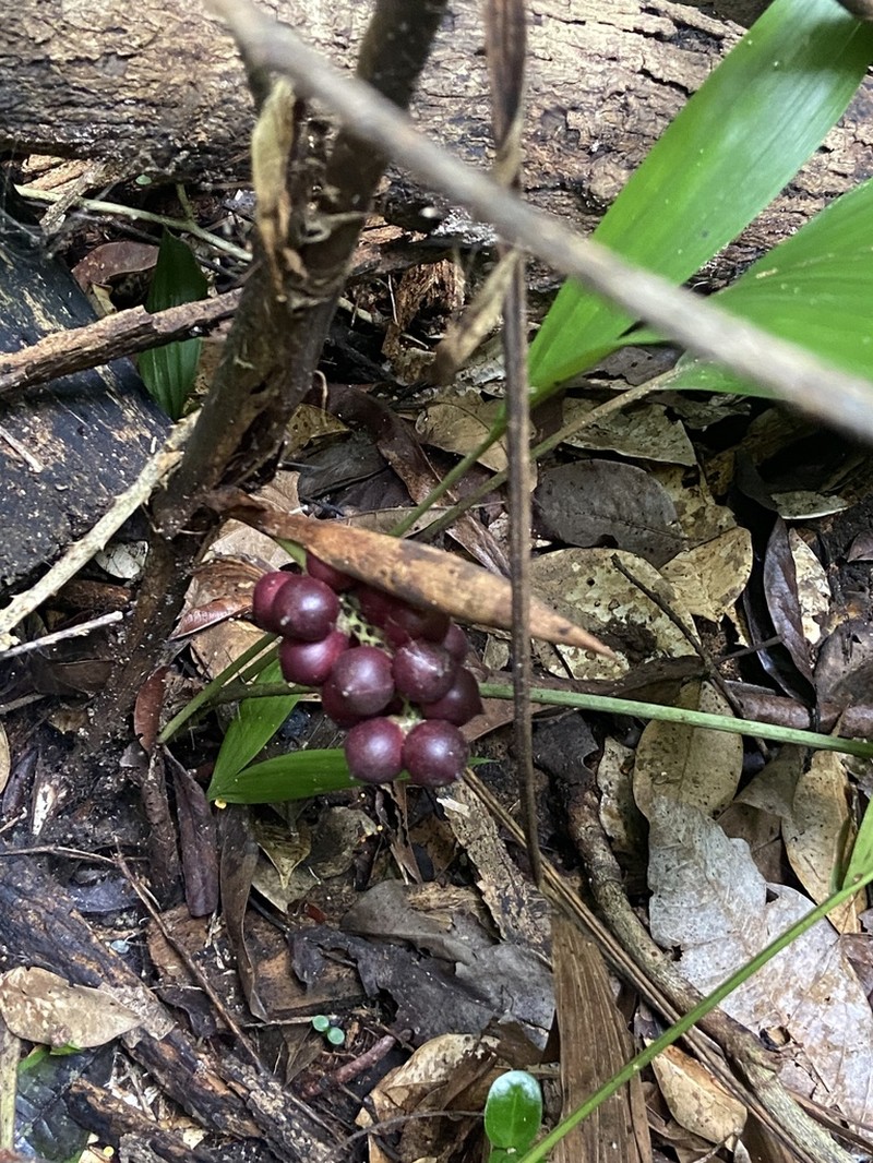Bactris bahiensis photo 6
