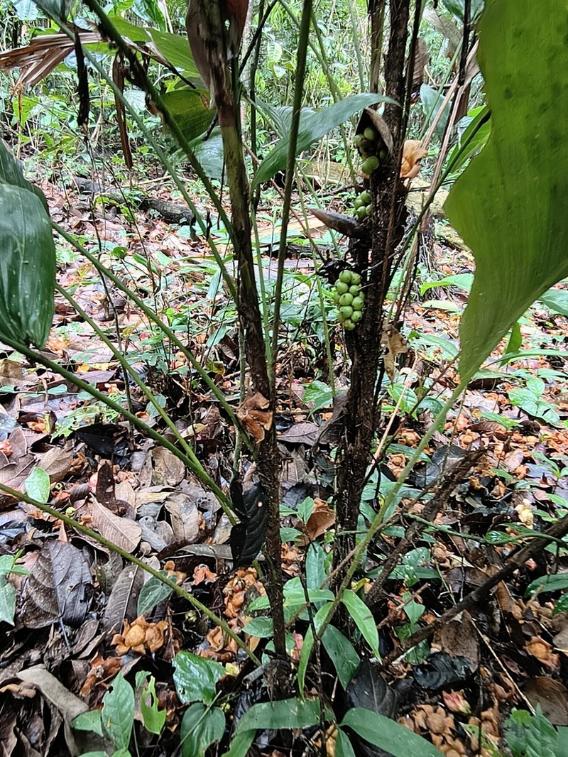 Bactris bahiensis photo 7
