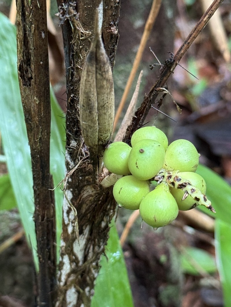 Bactris bahiensis photo 8