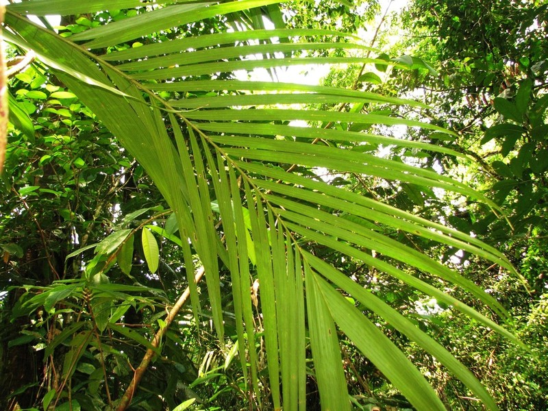 Bactris barronis