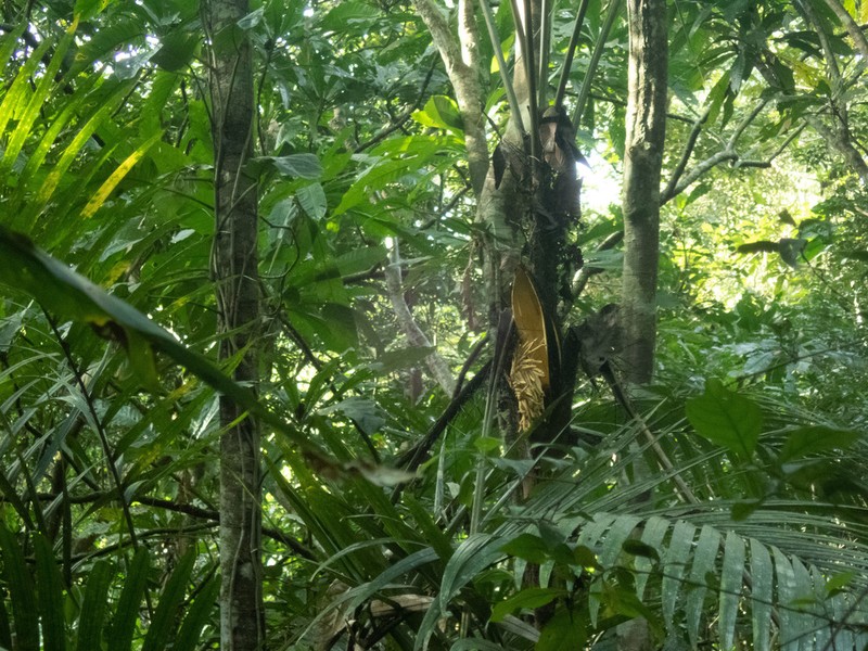 Bactris barronis photo 2