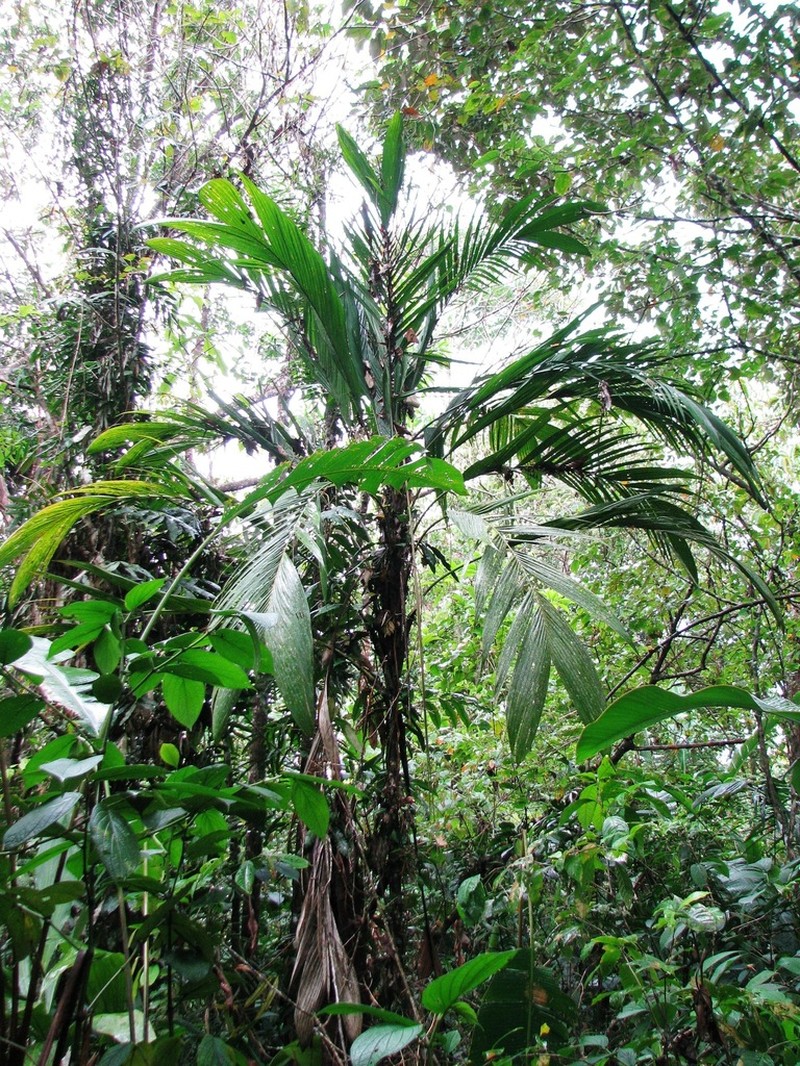 Bactris barronis photo 3