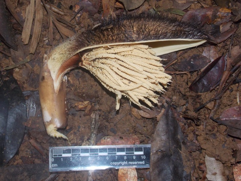 Bactris barronis photo 4