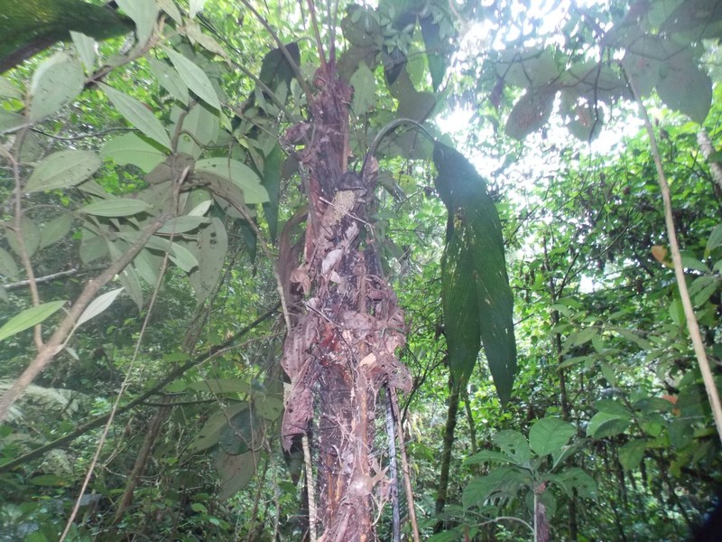 Bactris barronis photo 5