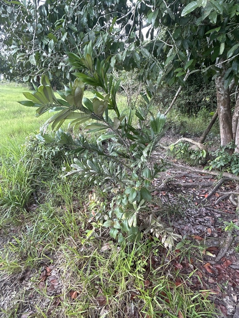 Bactris bidentula photo 2