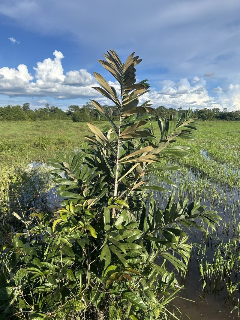 Bactris bidentula photo 3