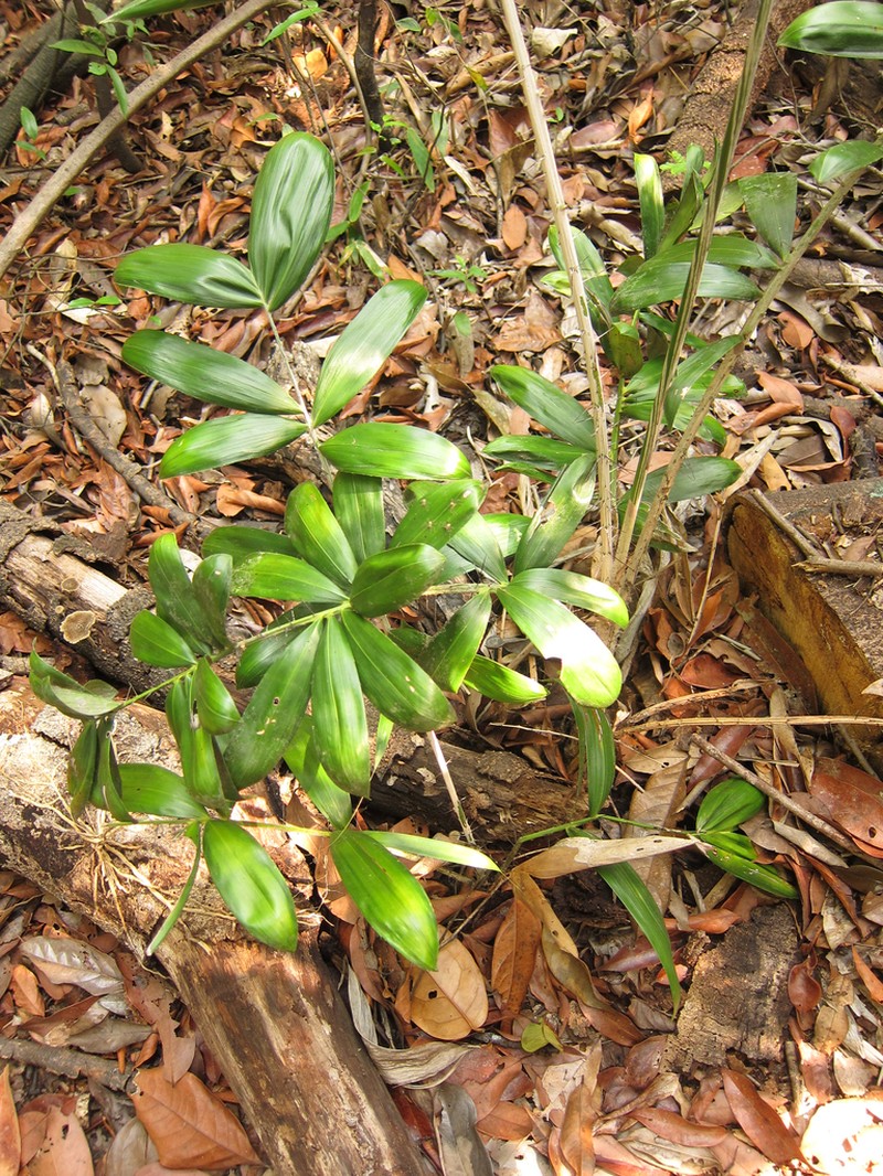 Bactris bidentula photo 4