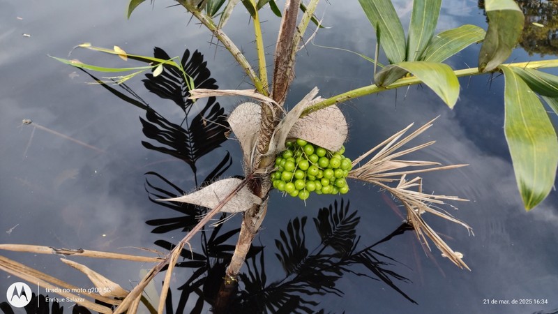 Bactris bidentula photo 5
