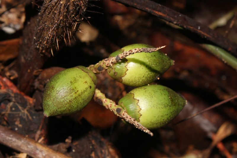 Bactris bifida