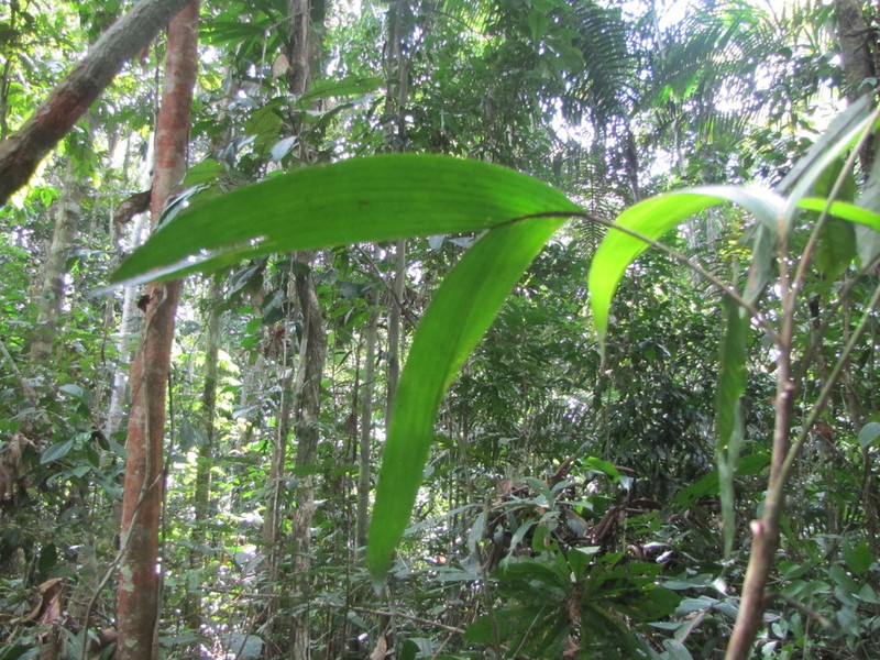 Bactris bifida photo 2