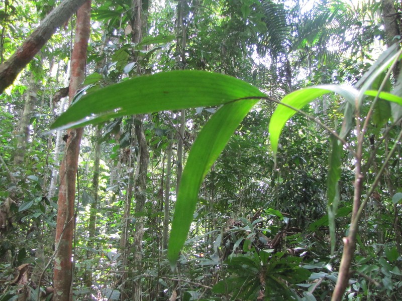 Bactris bifida photo 3