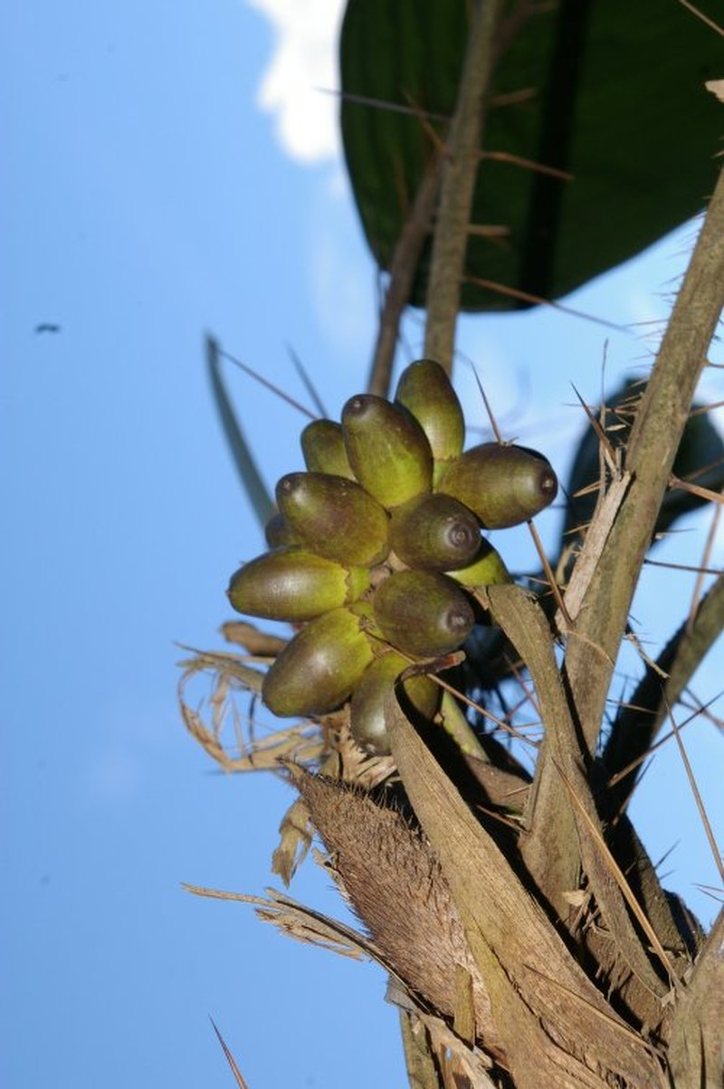 Bactris bifida photo 5