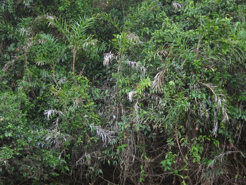 Bactris brongniartii