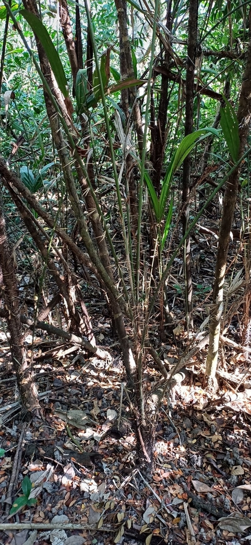 Bactris brongniartii photo 2