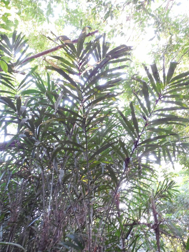 Bactris brongniartii photo 3