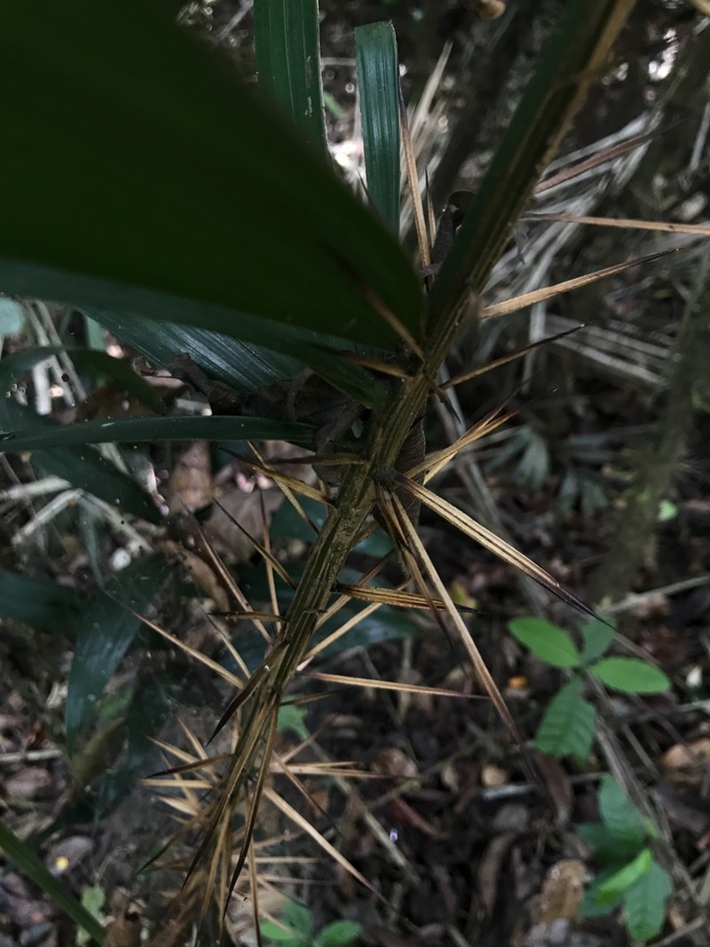 Bactris brongniartii photo 5