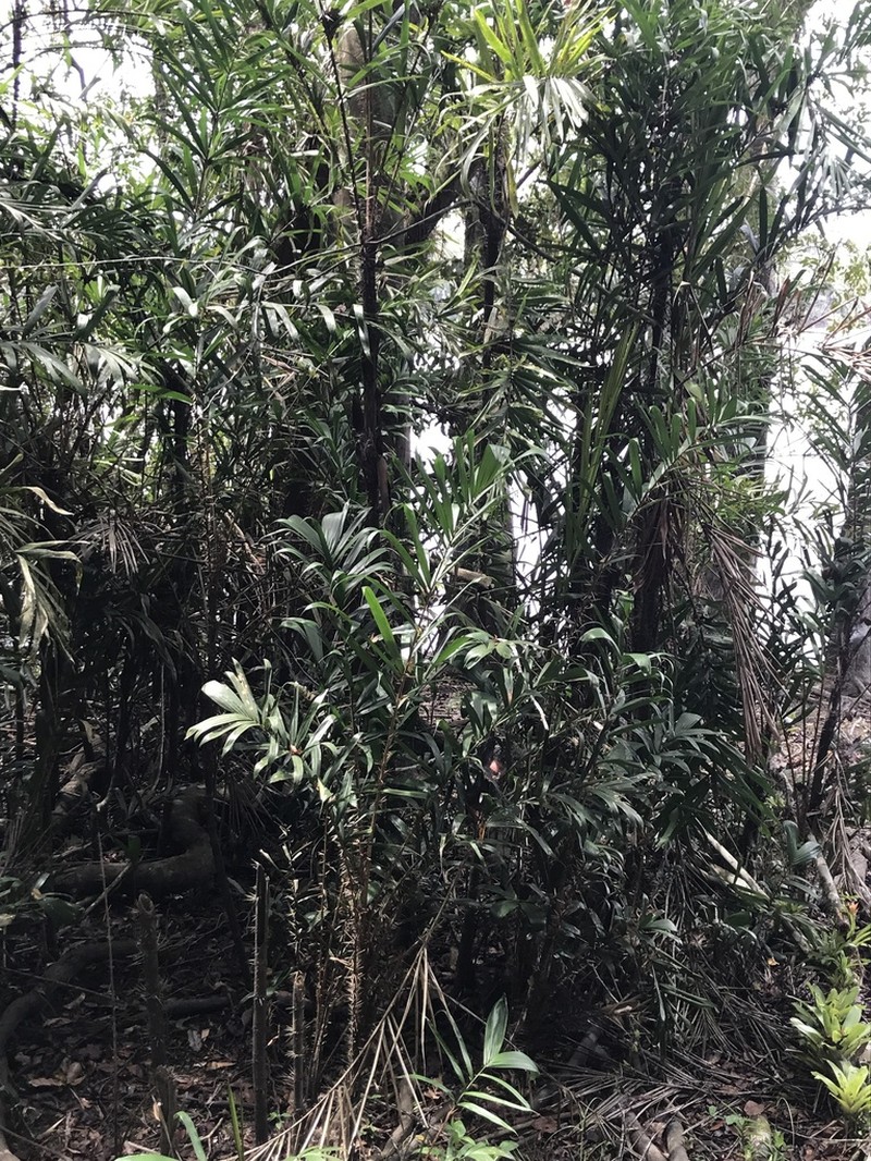 Bactris brongniartii photo 6