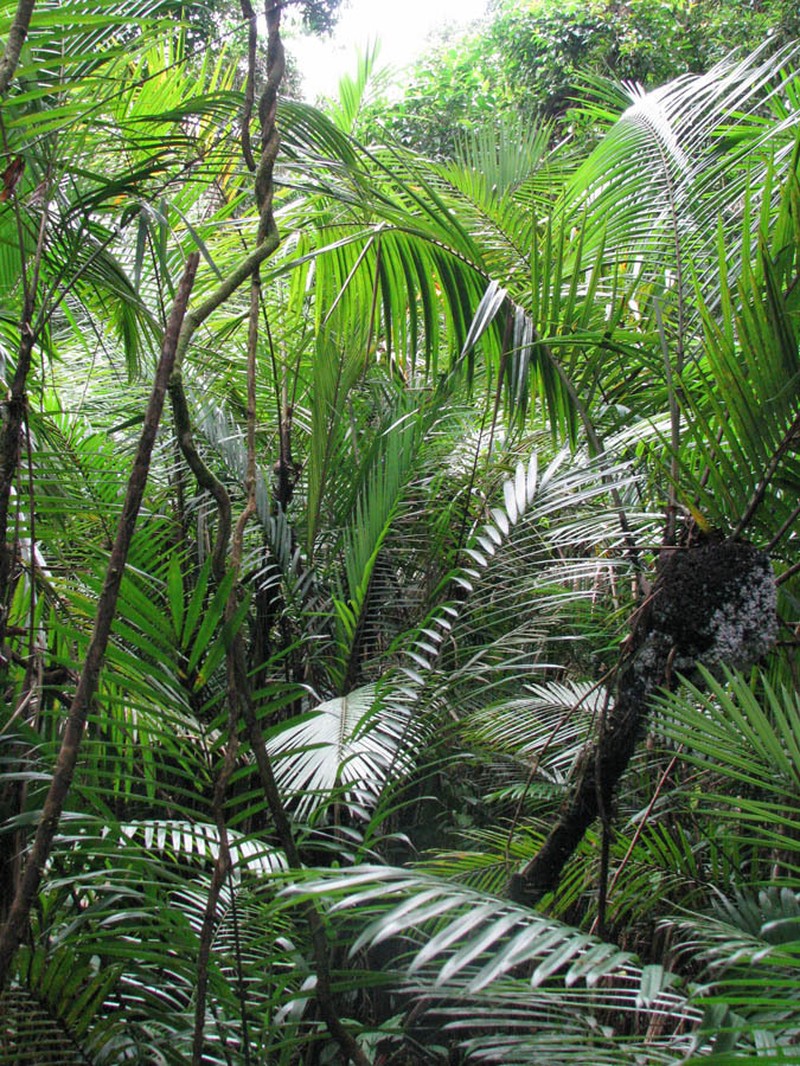 Bactris brongniartii photo 7