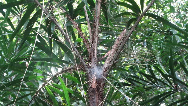 Bactris brongniartii photo 8