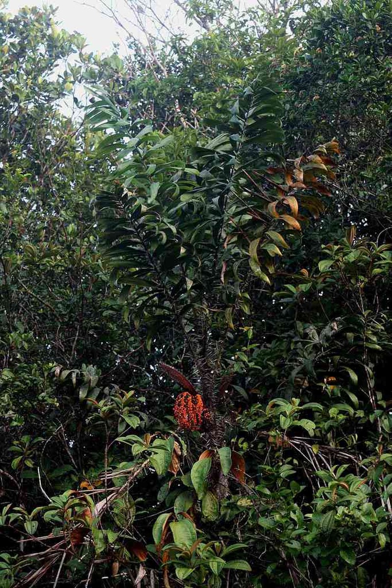 Bactris campestris photo 2