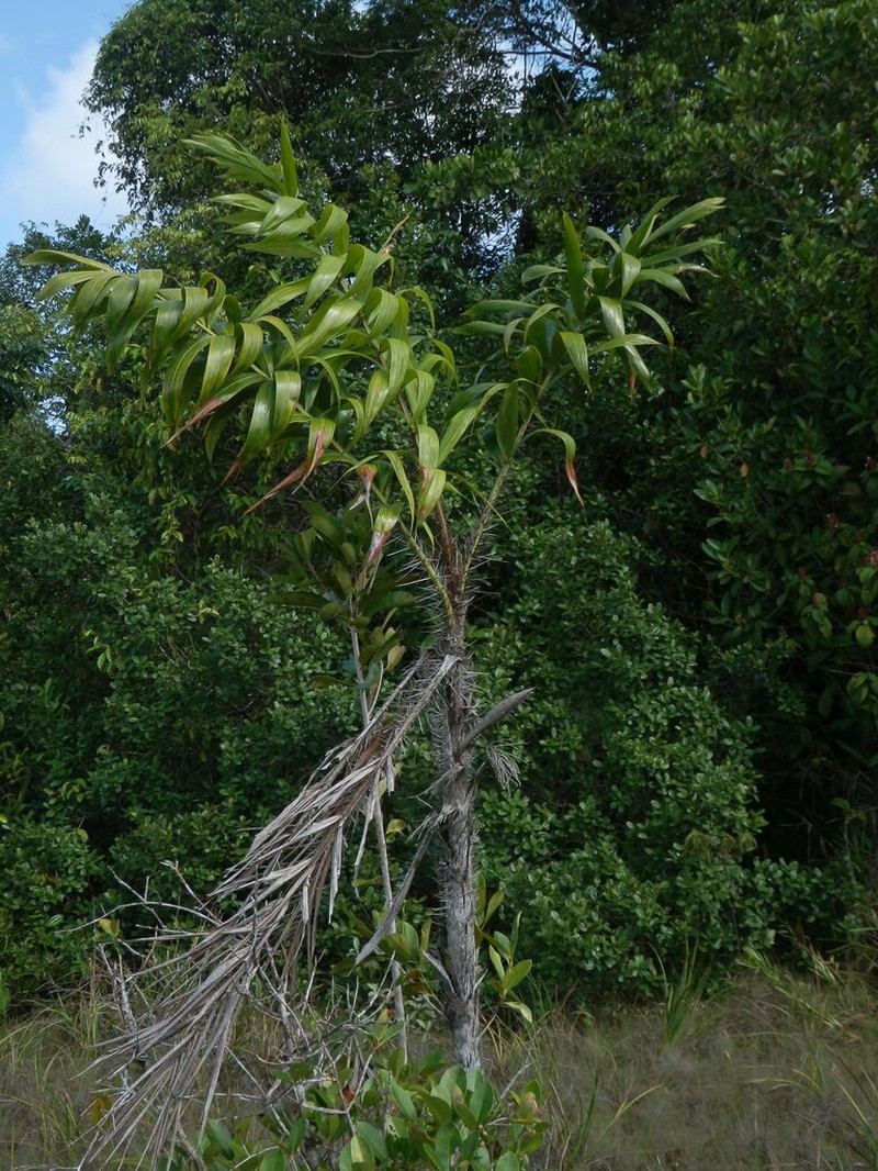 Bactris campestris photo 3