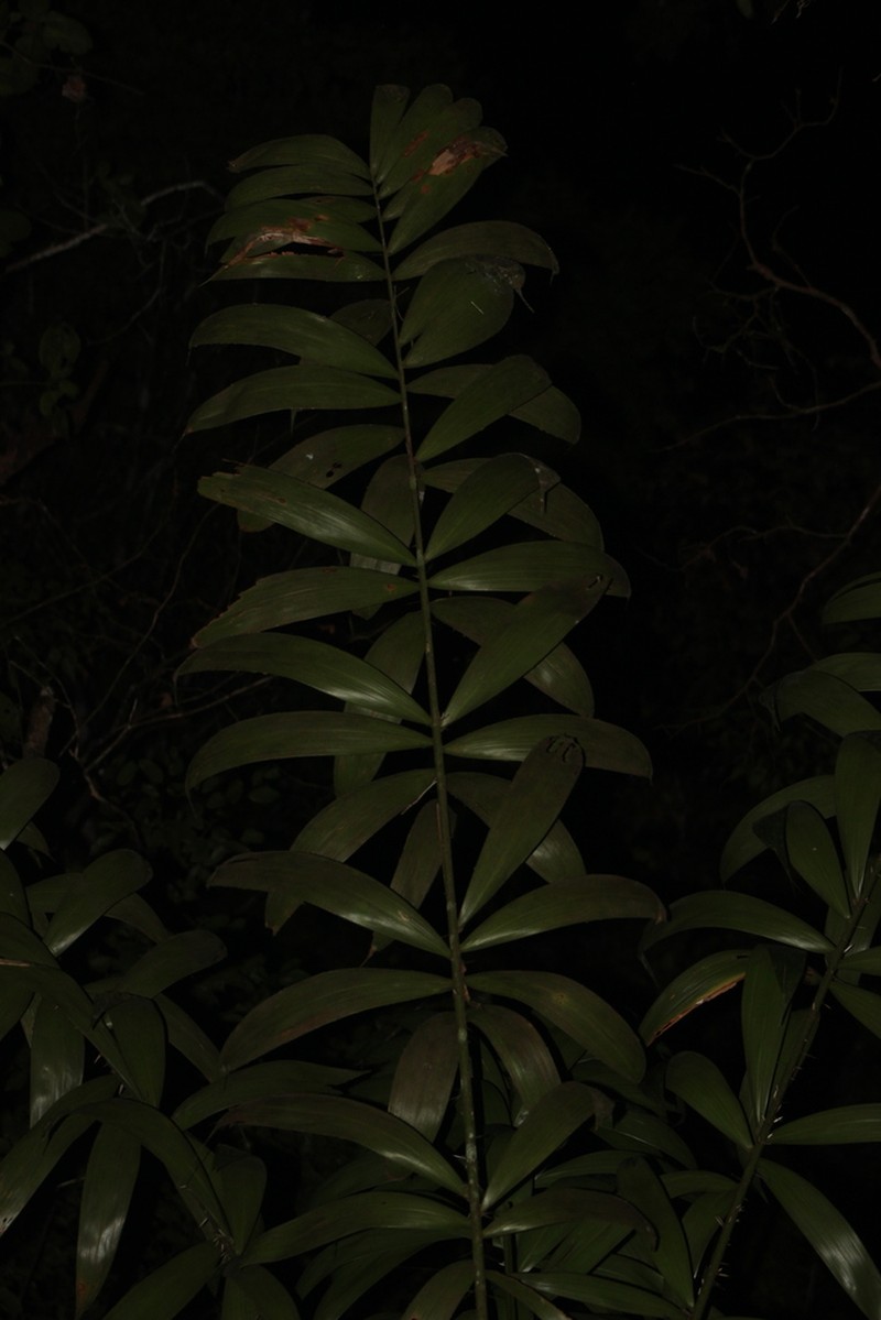 Bactris campestris photo 4
