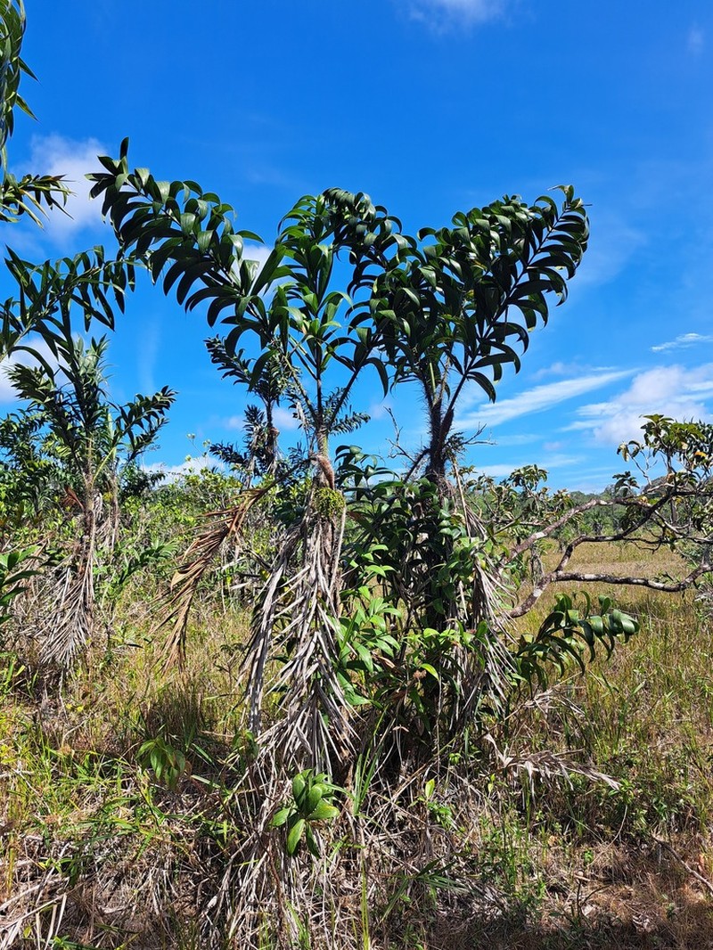 Bactris campestris photo 5