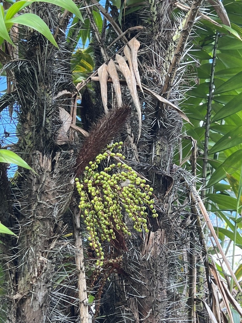 Bactris campestris photo 6