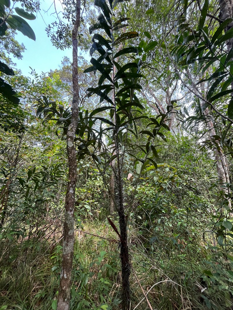 Bactris campestris photo 7