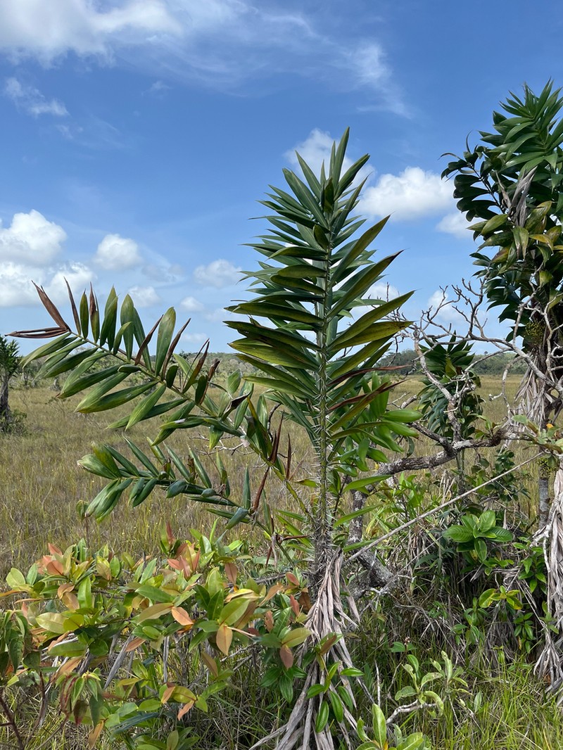 Bactris campestris photo 8