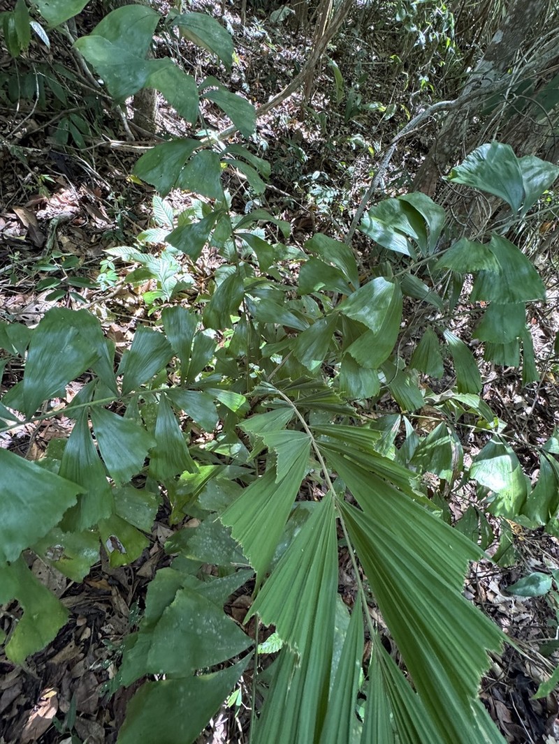 Bactris caryotifolia
