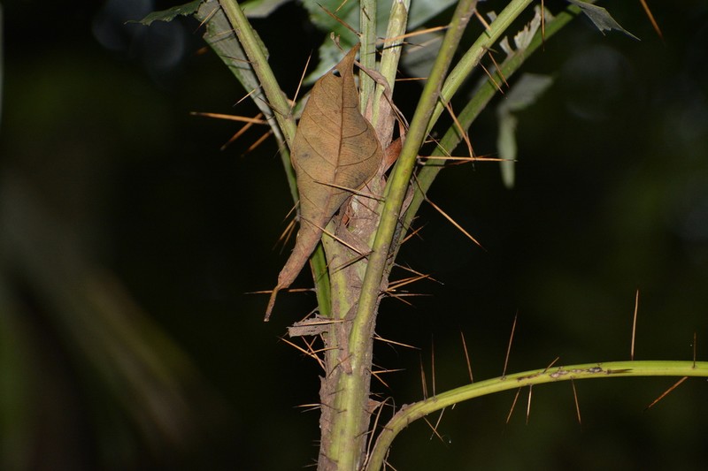 Bactris caryotifolia photo 2