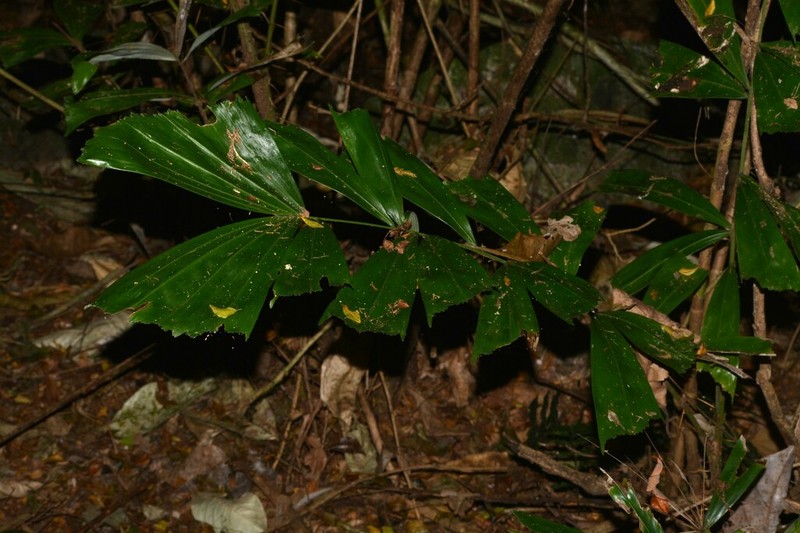 Bactris caryotifolia photo 3