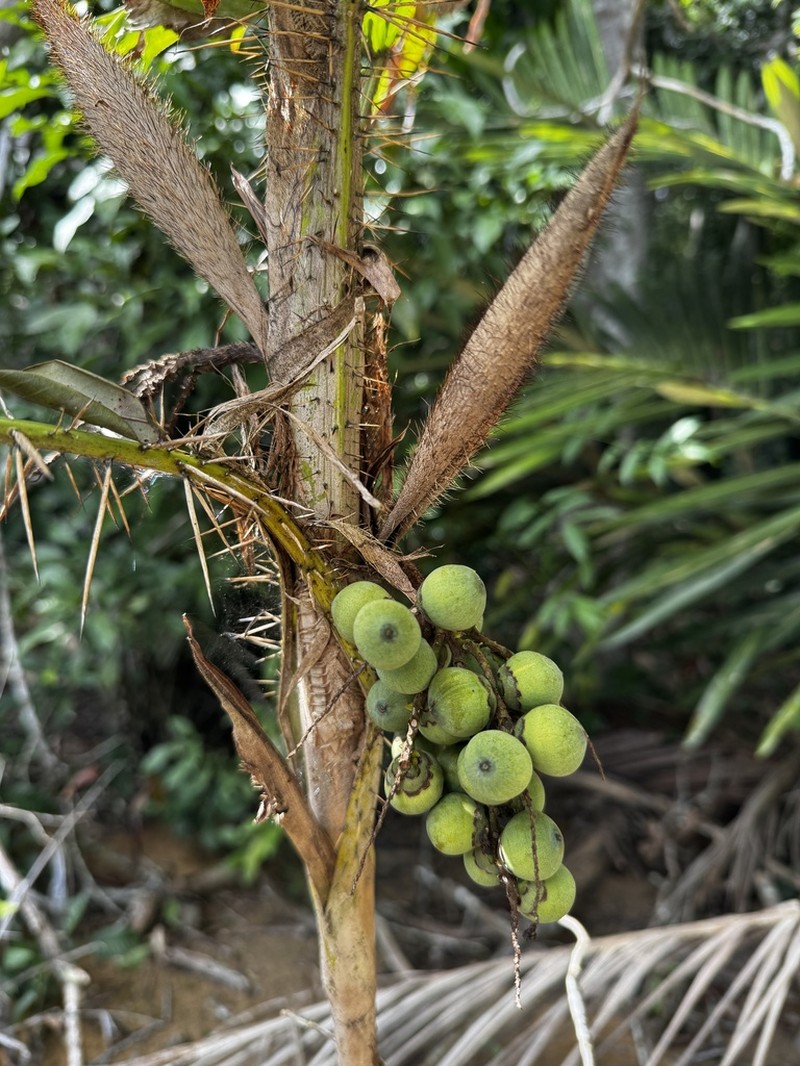 Bactris caryotifolia photo 4
