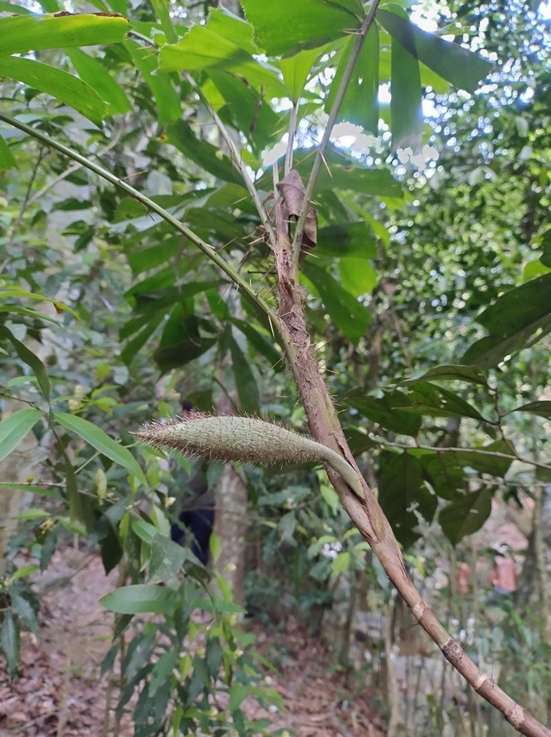 Bactris caryotifolia photo 5