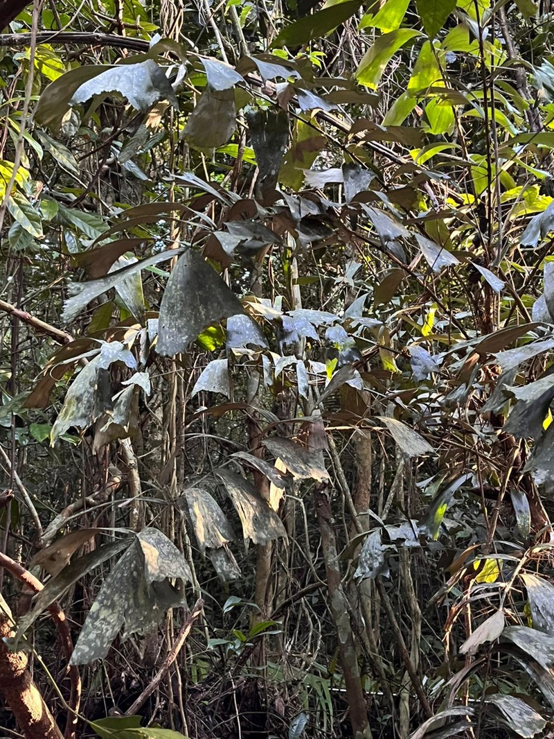 Bactris caryotifolia photo 6