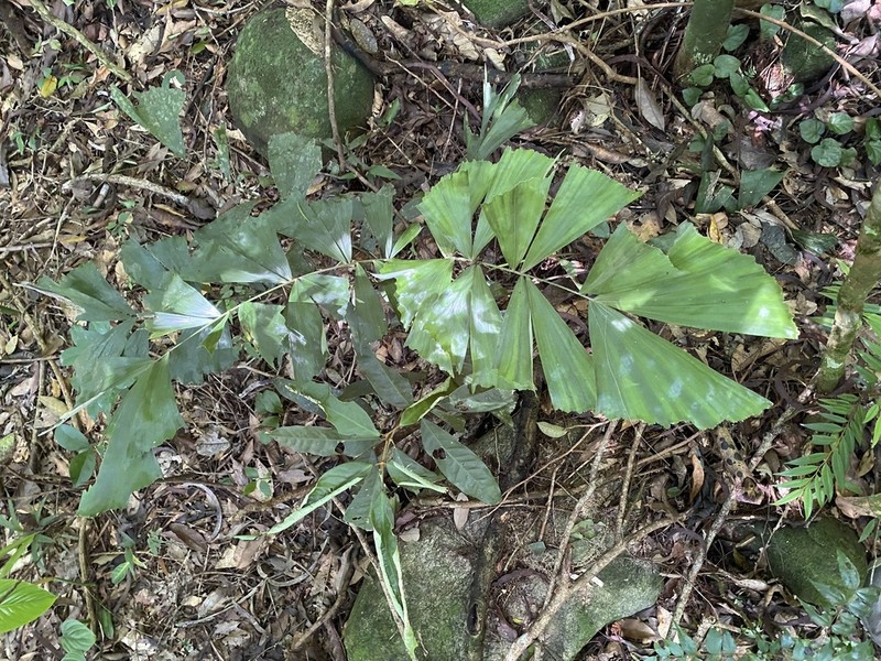 Bactris caryotifolia photo 7