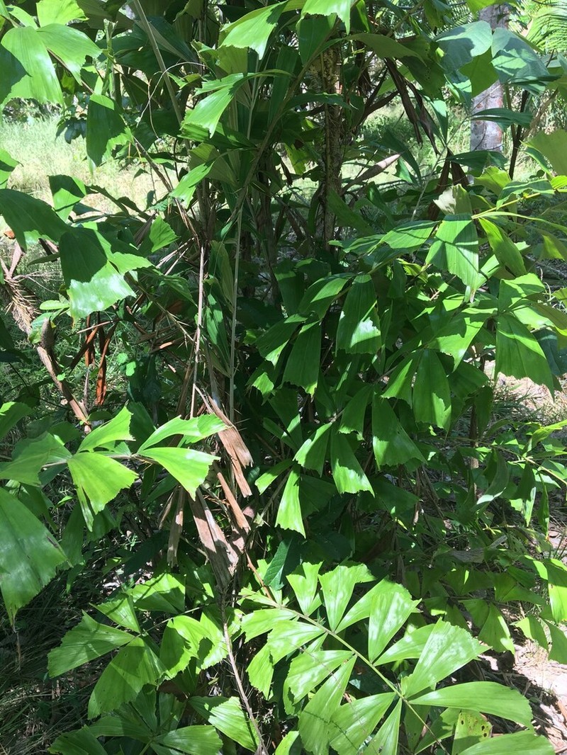 Bactris caryotifolia photo 8