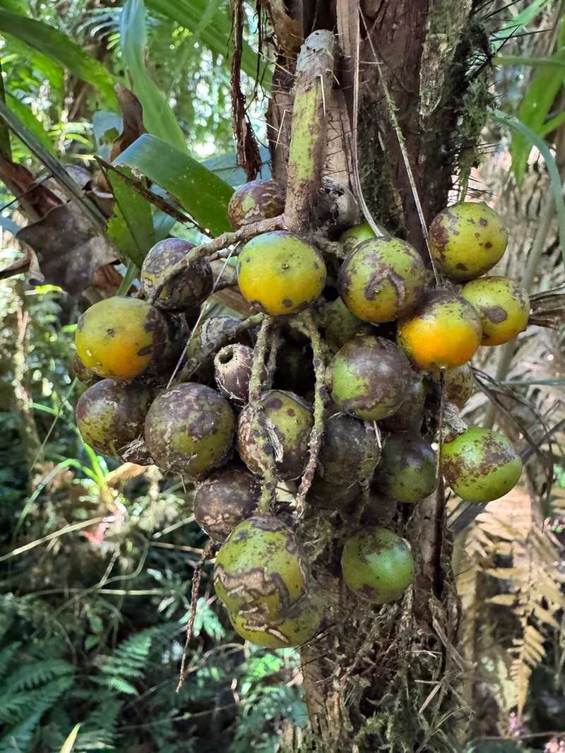 Bactris caudata