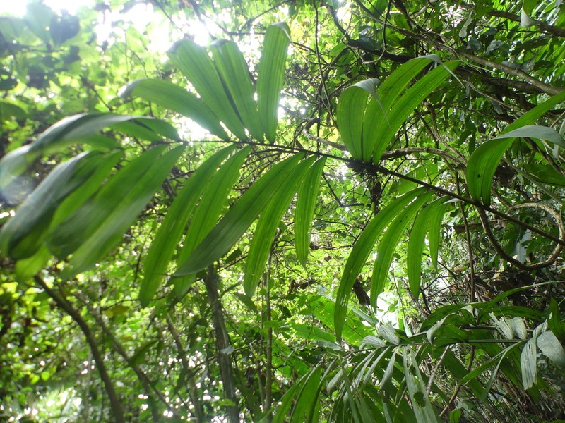 Bactris caudata photo 2