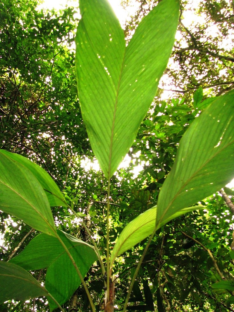 Bactris charnleyae