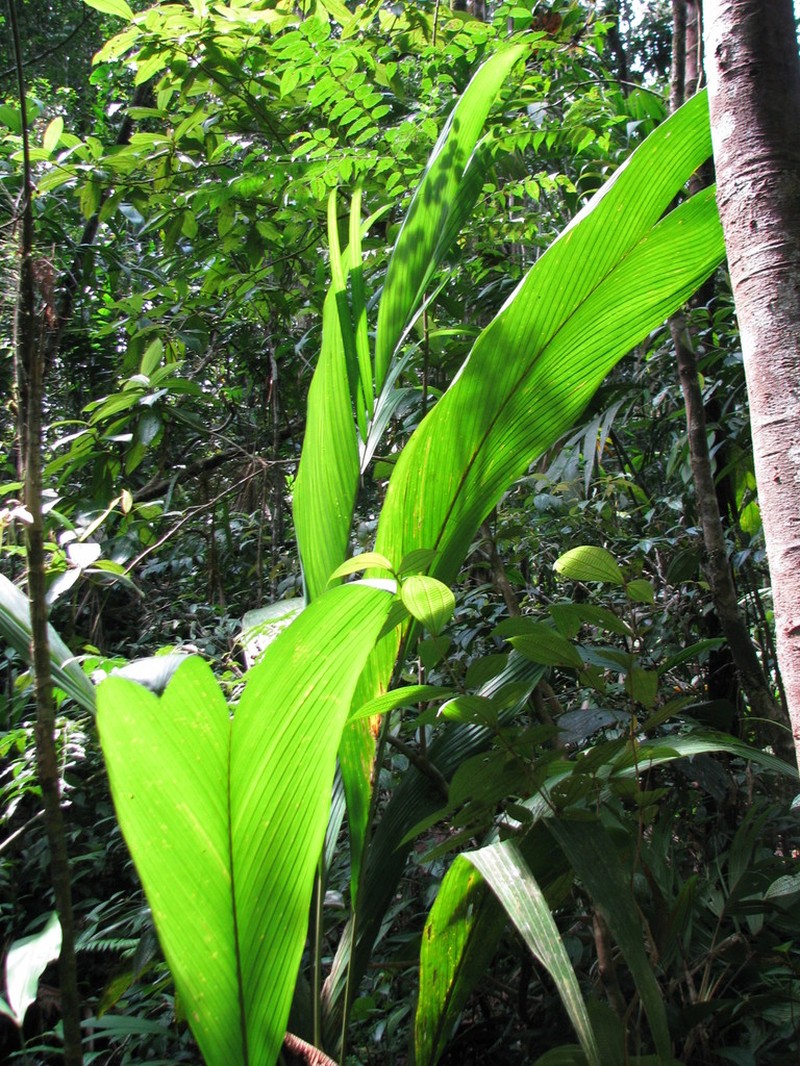Bactris charnleyae photo 2