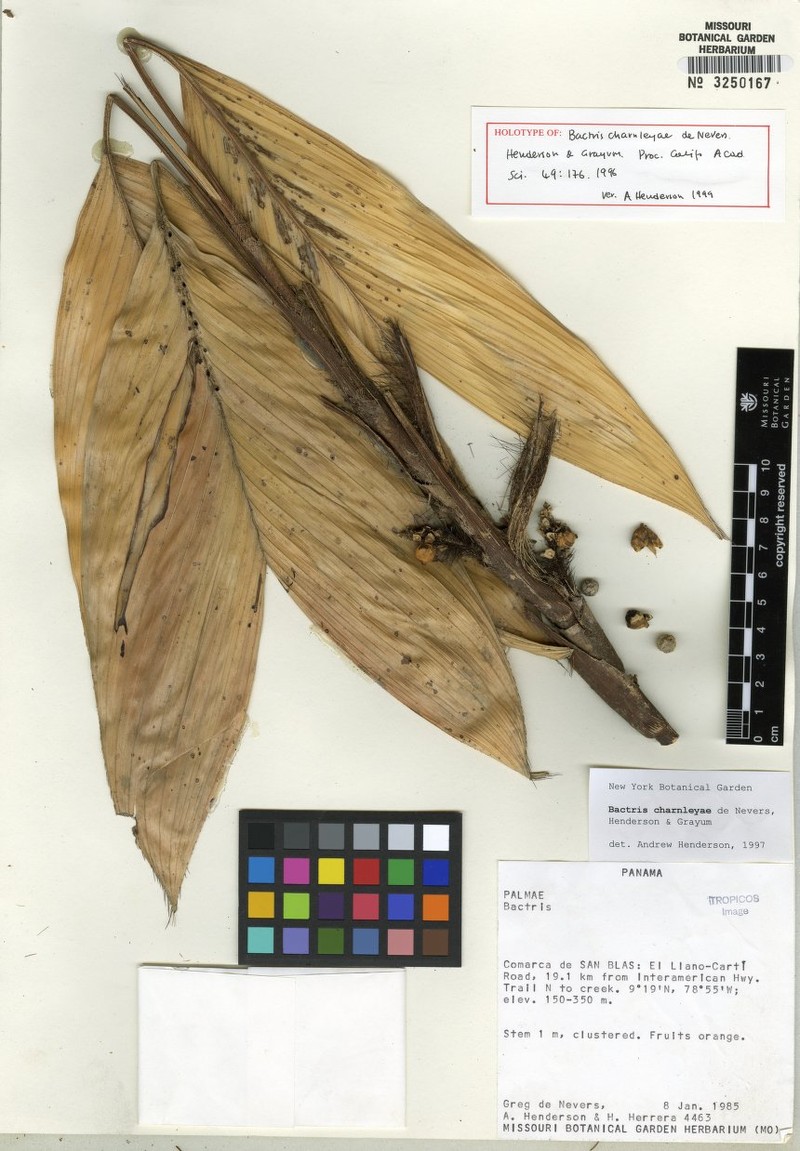 Bactris charnleyae photo 4