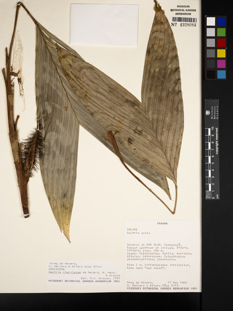 Bactris charnleyae photo 5