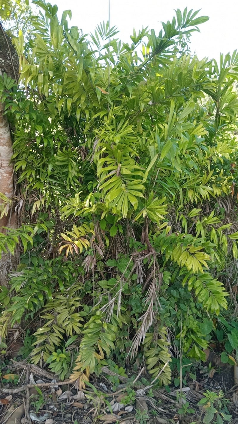 Bactris chaveziae