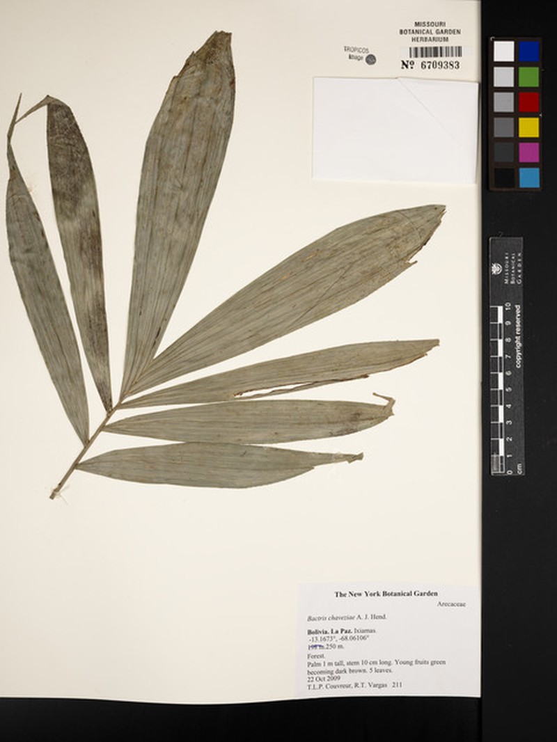 Bactris chaveziae photo 2