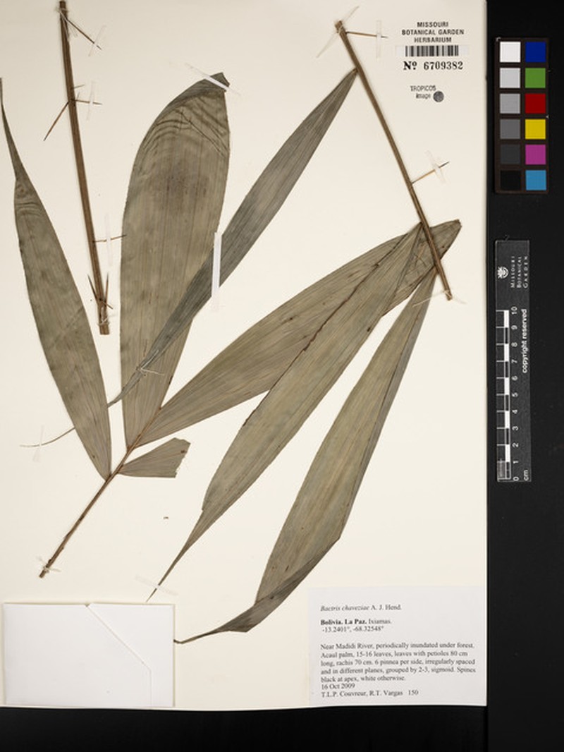 Bactris chaveziae photo 3
