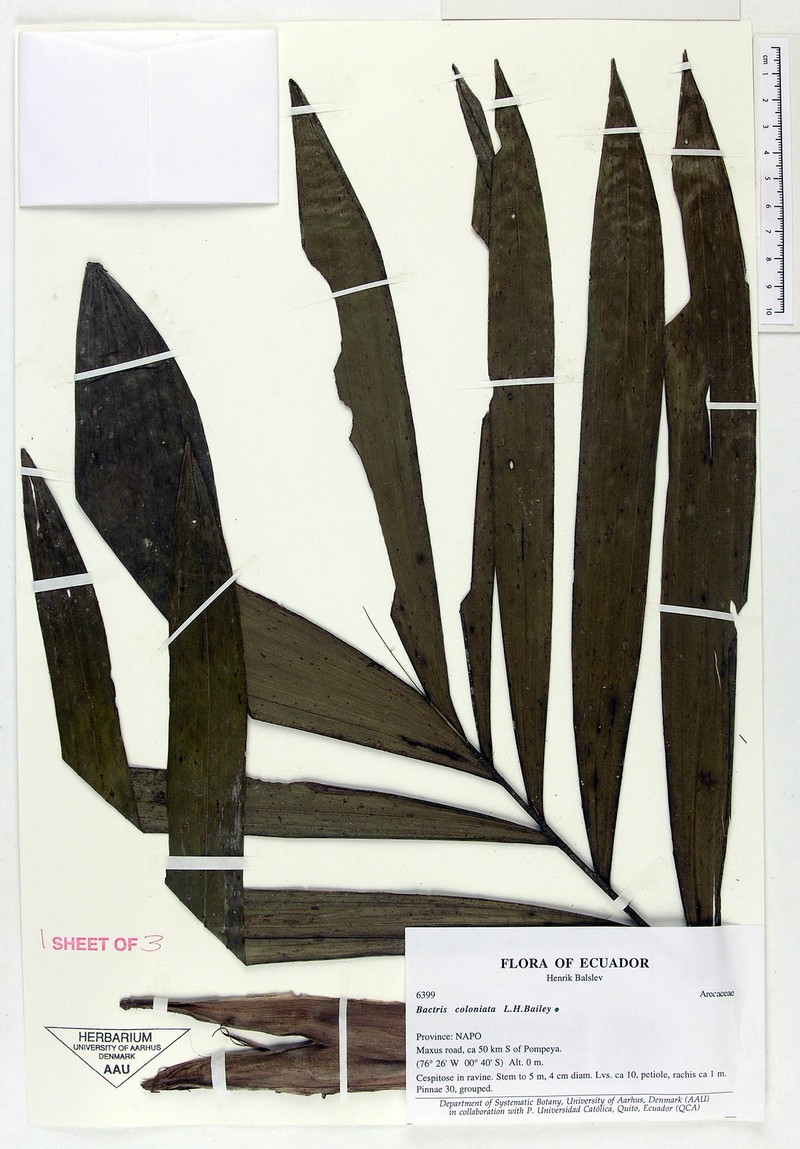 Bactris coloniata