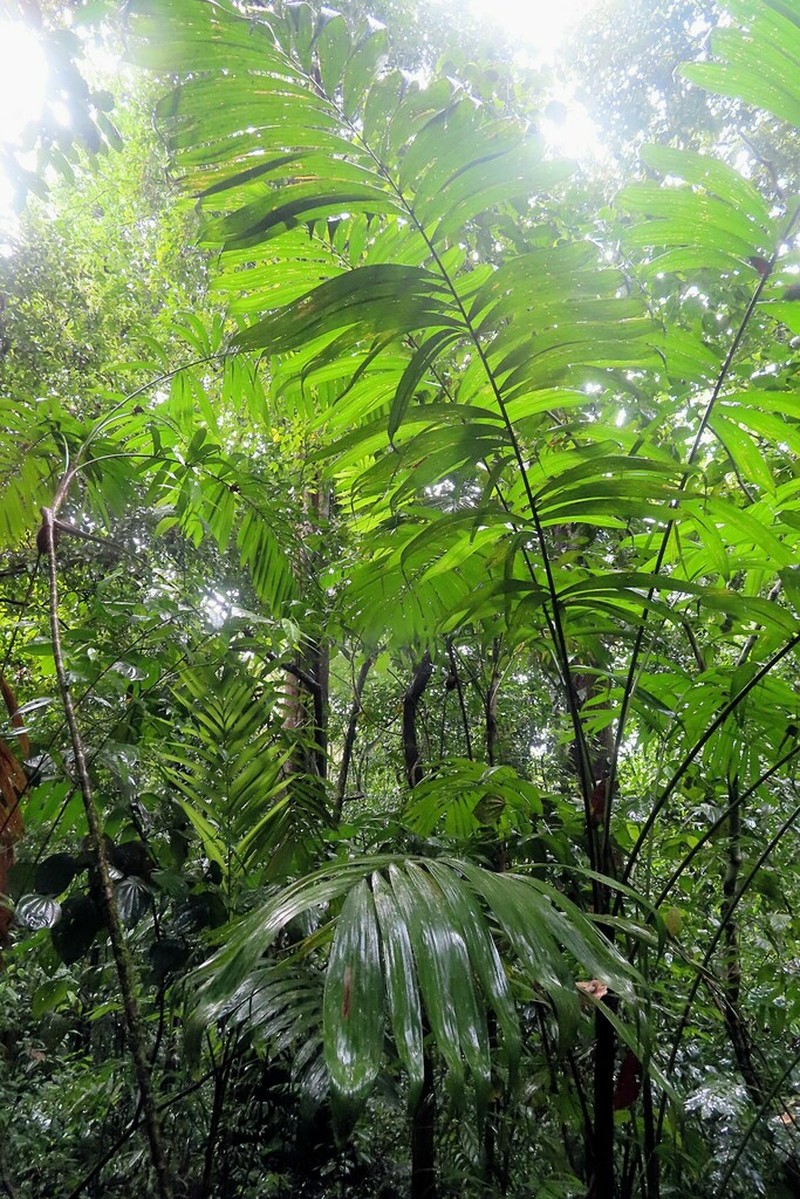 Bactris coloradonis