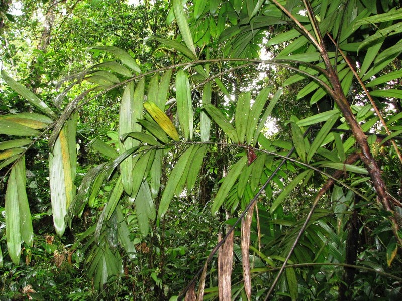 Bactris coloradonis photo 2